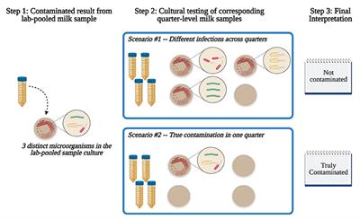 Evaluation of Contamination in Milk Samples Pooled From Independently Collected Quarters Within a Laboratory Setting